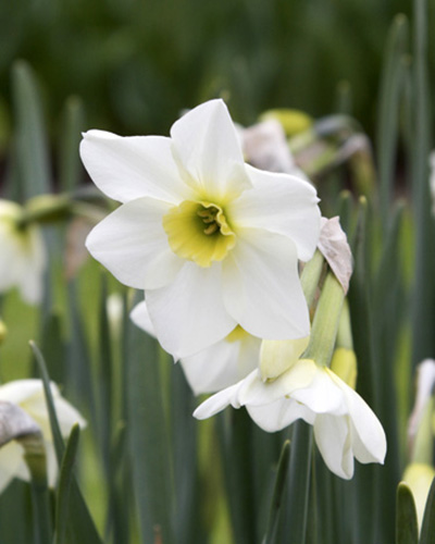 Narcis species Lieke 12/14, 100 kusov